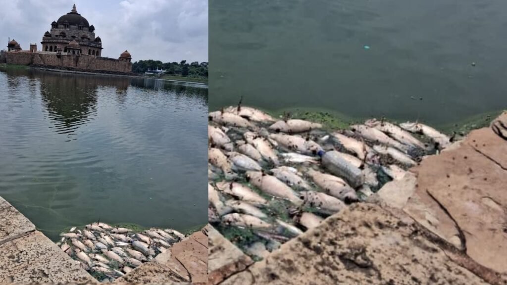 सासाराम के शेरशाह रौजा तालाब में प्रदूषित पानी से मरीं मछलियां