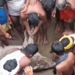 सारण के दिघवारा में बाढ़ के बीच गांव में पहुंचा जंगली सूअर