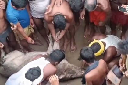 सारण के दिघवारा में बाढ़ के बीच गांव में पहुंचा जंगली सूअर