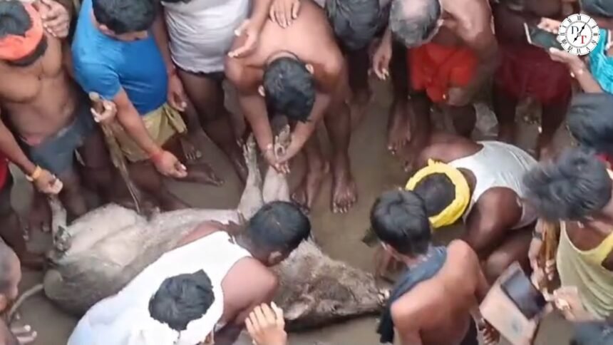 सारण के दिघवारा में बाढ़ के बीच गांव में पहुंचा जंगली सूअर