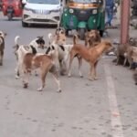 मुजफ्फरपुर के वार्ड 21 में आवारा कुत्ते के आतंक का दृश्य