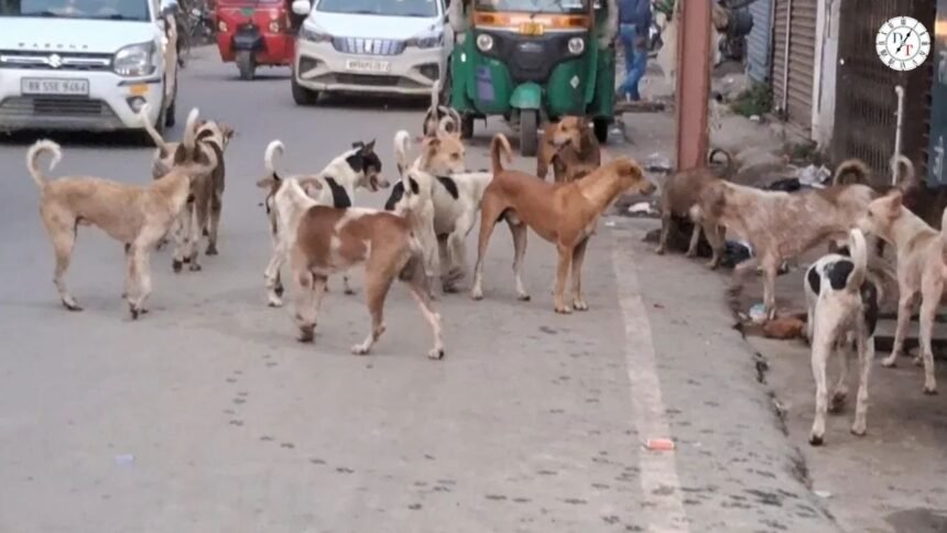 मुजफ्फरपुर के वार्ड 21 में आवारा कुत्ते के आतंक का दृश्य