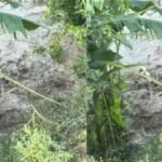 मकेर में सारण तटबंध टूटा