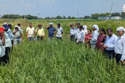 मायापुर में मिलेट्स की खेती का प्रशिक्षण लेते किसान
