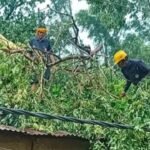 इटाढ़ी बक्सर में आंधी बारिश के बाद बिजली तार पर गिरा पेड़ और मरम्मत करते बिजलीकर्मी