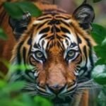 बक्सा की बाघिन का सिग्नल मिला, असम से वापसी की कोशिश