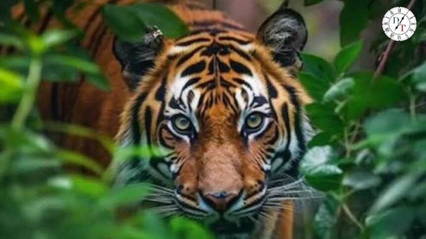 बक्सा की बाघिन का सिग्नल मिला, असम से वापसी की कोशिश