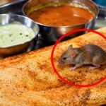 Mumbai के होटल में डोसे में चूहा मिलने के दावे के बाद वसूली मामले में FIR