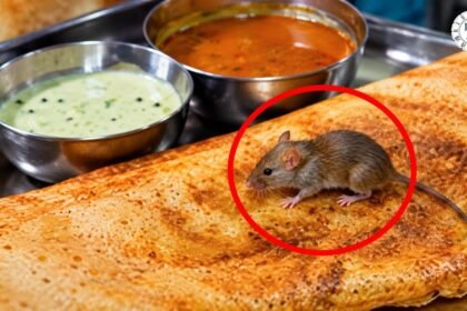 Mumbai के होटल में डोसे में चूहा मिलने के दावे के बाद वसूली मामले में FIR