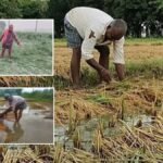 सारण में धान की फसल बारिश से बिछी, किसानों की चिंता