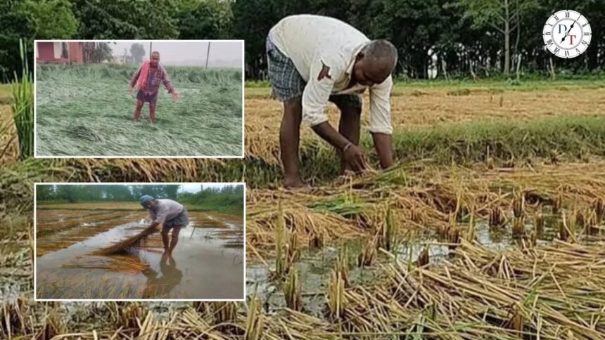 सारण में धान की फसल बारिश से बिछी, किसानों की चिंता